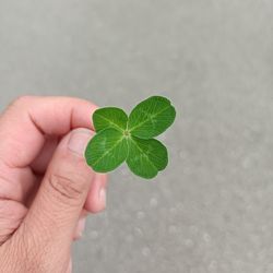 Close-up of hand holding leaves