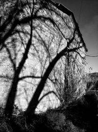 Bare trees against sky