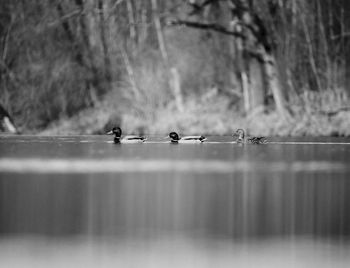 Close-up of birds in the water