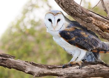 Close-up of bird perching on tree