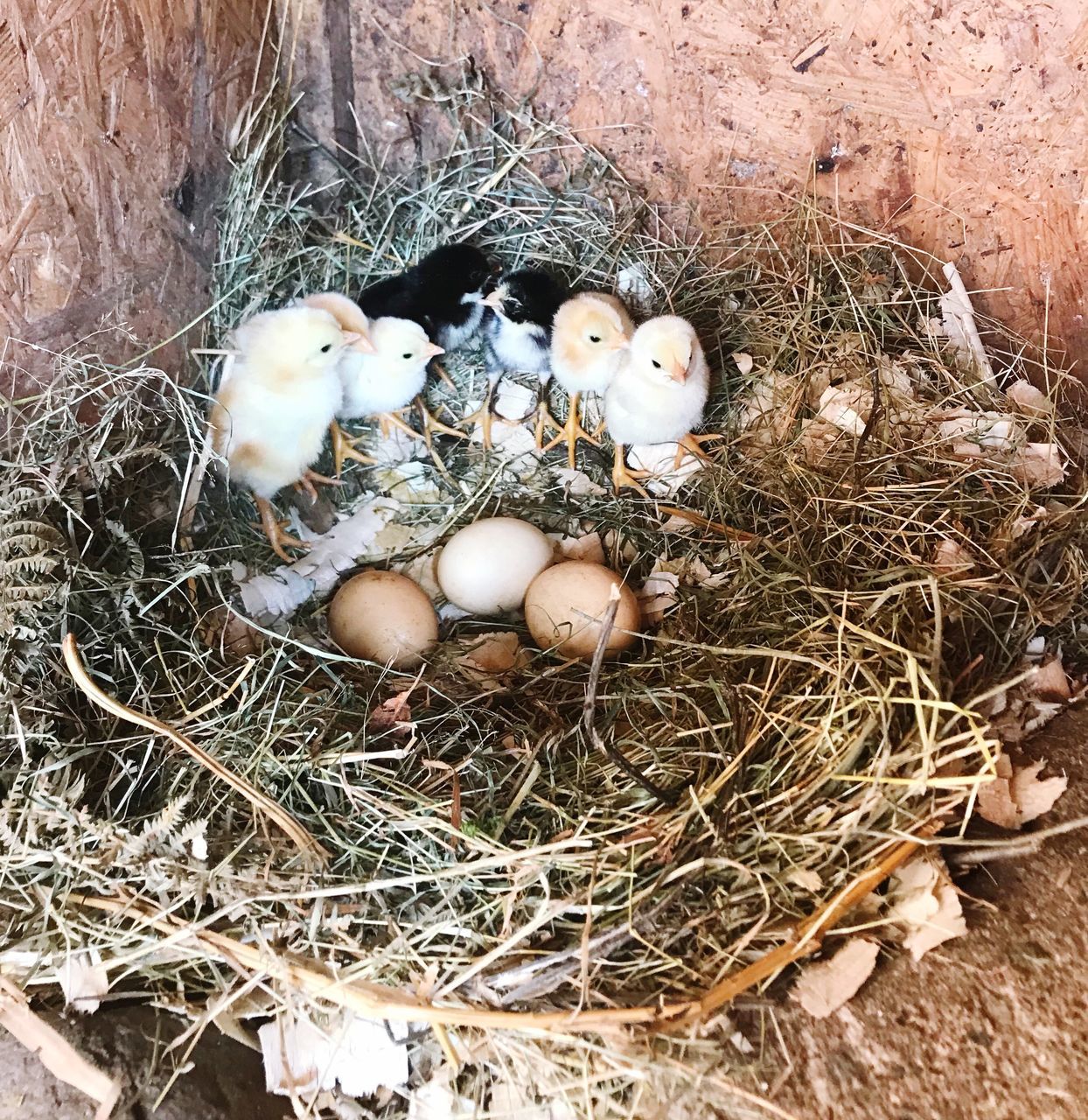 animal nest, bird, egg, animal themes, young bird, animal, bird nest, young animal, new life, beginnings, group of animals, vertebrate, high angle view, no people, nature, baby chicken, animal egg, day, hay, chick, outdoors, animal family