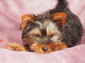 Portrait of dog relaxing