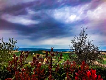 Plants and trees against sky