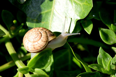 Close-up of snail on plant