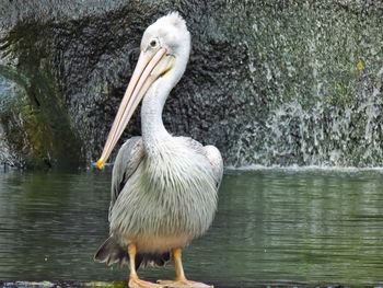 Close-up of pelican on lake