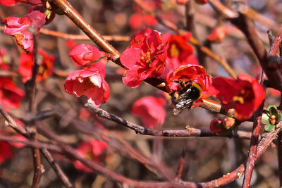 Close-up of bee on flower