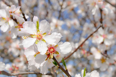 Close-up of white almond blossoms in spring