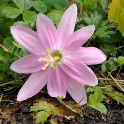 Close-up of flower blooming outdoors