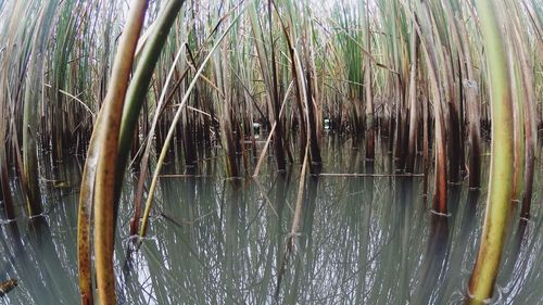 Reflection of trees in water