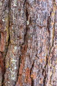 Full frame shot of tree trunk