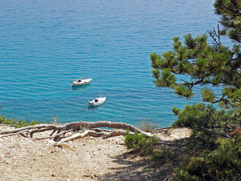 High angle view of birds perching on tree by sea