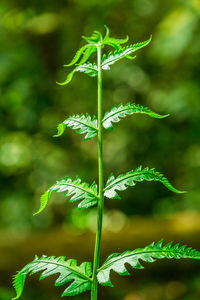 Close-up of fern