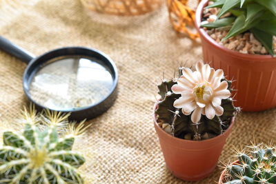 High angle view of potted plants on table