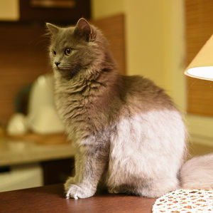 Close-up of cat relaxing on sofa