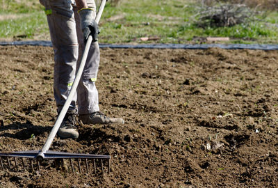 A farmer prepares the ground for the summer vegetable garden with a rake