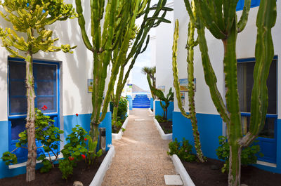 Potted plants and trees against sky