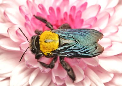 Close-up of honey bee on pink flower