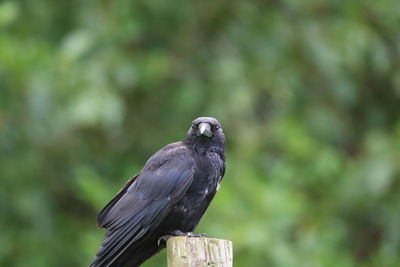 Close-up of crow perching on wood