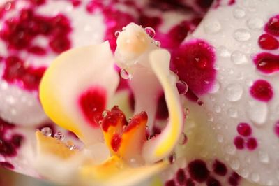 Close-up of pink flower