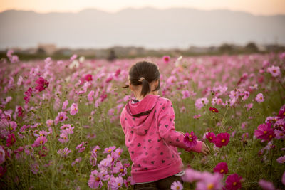 Rear view of girl walking amidst pink flowers on land during sunset