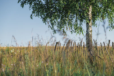 Plants growing on land against sky