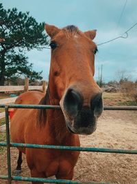 Portrait of horse in ranch