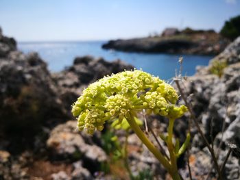 Close-up of yellow flowering plant