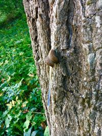 Close-up of lizard on tree trunk