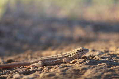 Close-up of lizard
