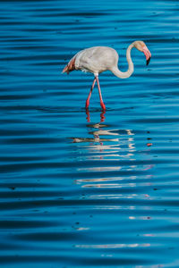 Side view of a bird in water