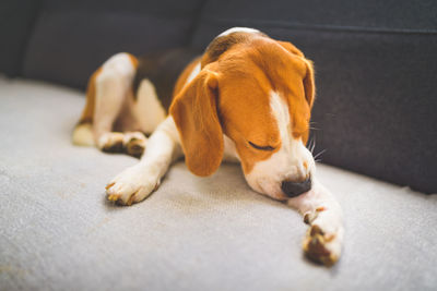 Close-up of a dog biting eaching paw