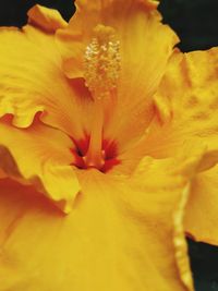 Macro shot of yellow flowering plant