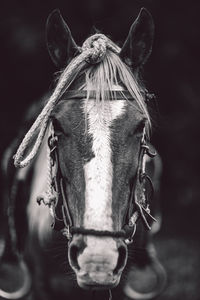 Close-up of a horse