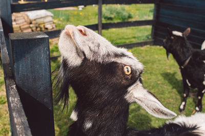 View of a goat on field