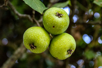 Close-up of apples