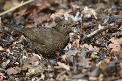 Close-up of sparrow on field