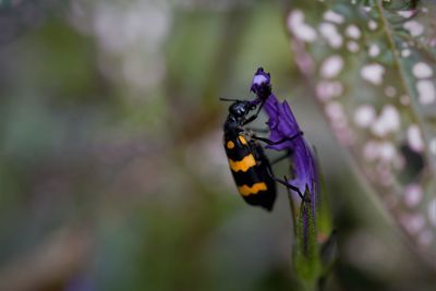 Close-up of blister beetle chewing a purple flower