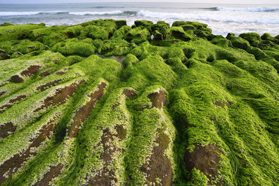 High angle view of moss on beach