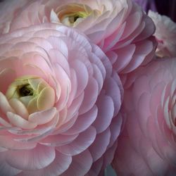 Close-up of pink flowers