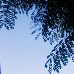 Low angle view of tree against clear sky