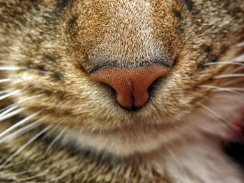 Close-up portrait of cat