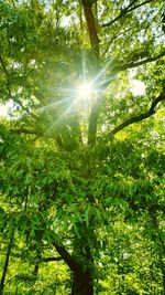 Sun shining through trees