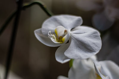 Close-up of white orchid