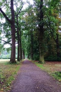 Road amidst trees in forest