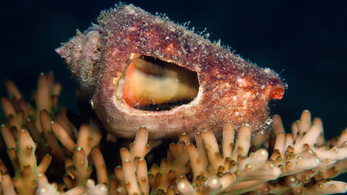 Close-up of fish underwater