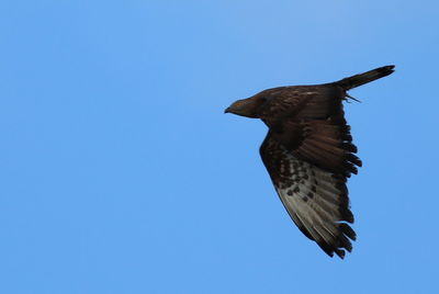 Bird flying against clear blue sky