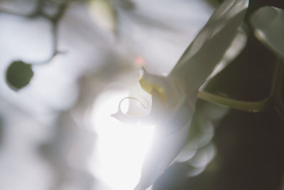 Close-up of white flowering plant