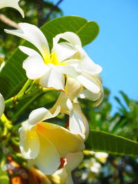 Close-up of white flowers