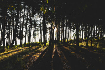 Silhouette man standing amidst trees in forest