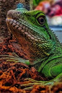Close-up portrait of a lizard